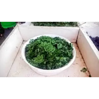 Green Moringa leaves